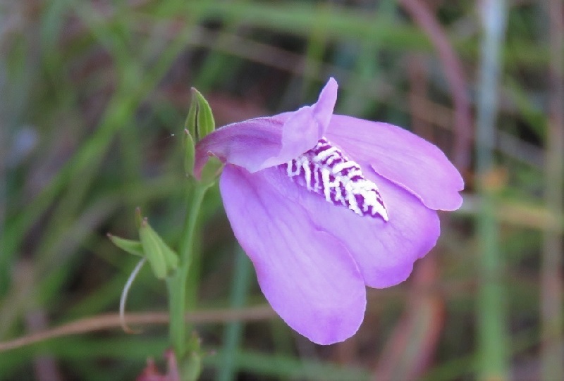 Justicia Species, Thickleaf Water Willow