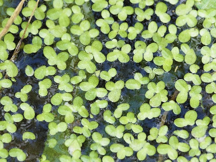 Swollen duckweed