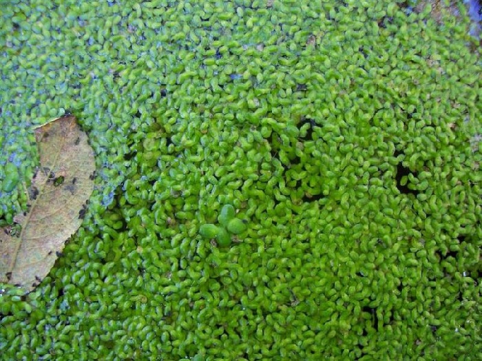 Least duckweed