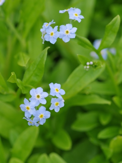 Myosotis, True Forget-Me-Not. Water Forget-Me-Not Mermaid