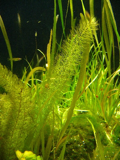 Western Water Milfoil