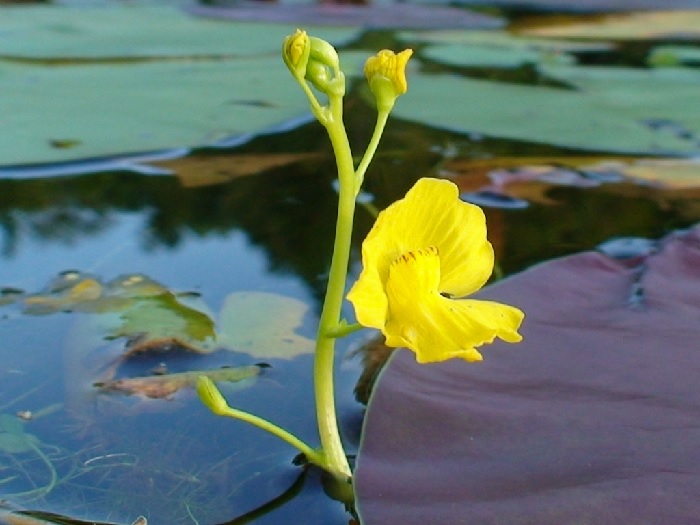 Utricularia Species, Florida Yellow Bladderwort