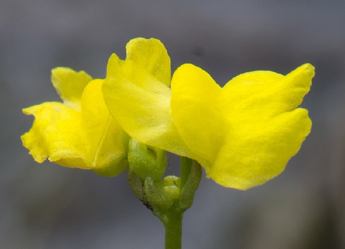 Utricularia Species, Hiddenfruit Bladderwort