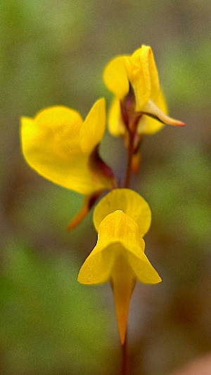 Utricularia Species, Southern Bladderwort