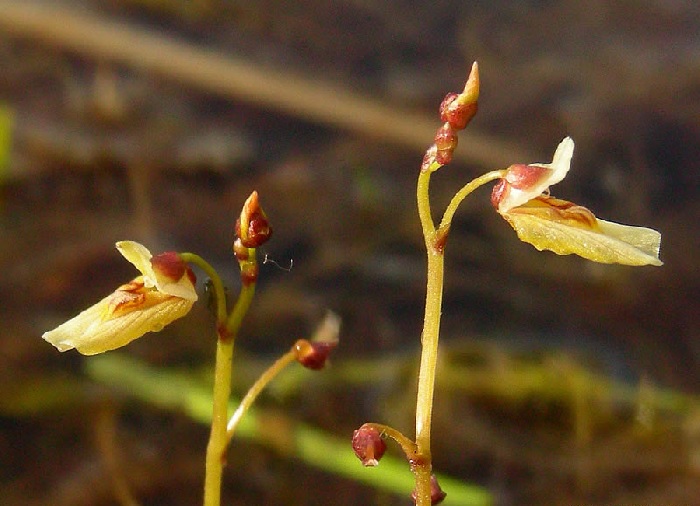 Utricularia Species, Lesser Bladderwort