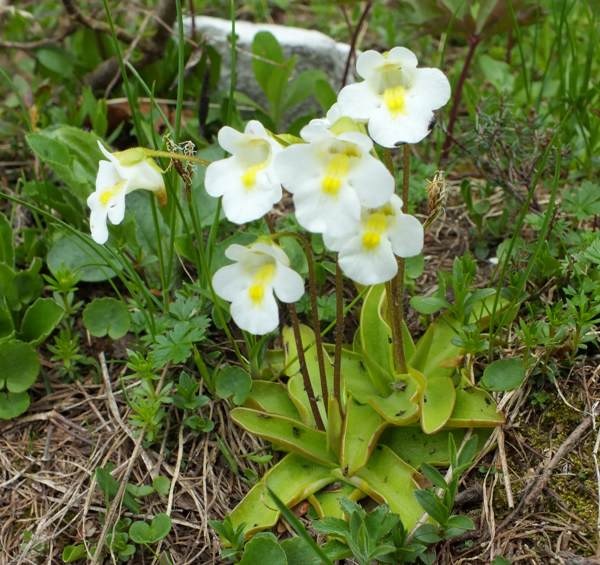 Pinguicula Species, Alpine Butterwort