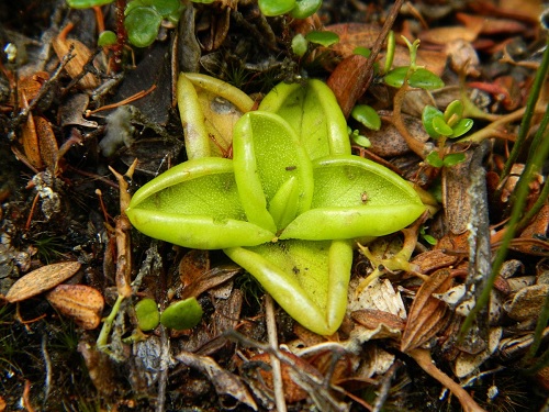 Pinguicula Species, Butterwort, Pinguicula alpina