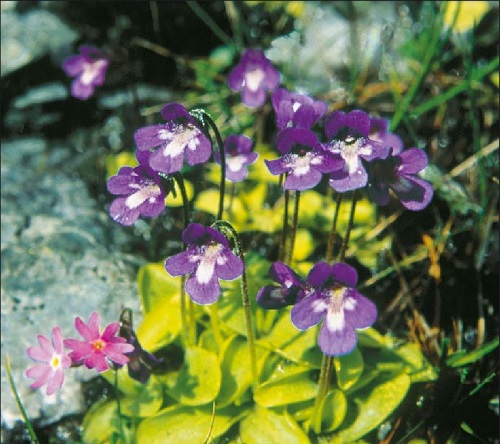 Pinguicula Species, Butterwort, Pinguicula balcanica