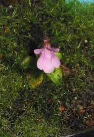 Pinguicula Species, Butterwort, Pinguicula benedicta