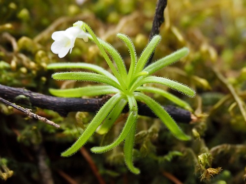 Pinguicula Species, Butterwort, Pinguicula casabitoana