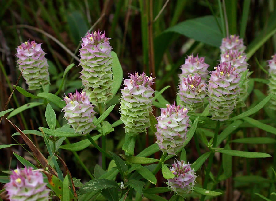 Polygala Species, Candy Root, Cross-Leaved Milkwort, Drumheads