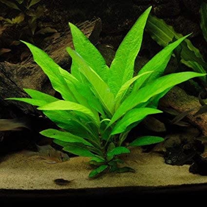 Hygrophila Species, Giant Hygro, Starhorn, Temple Plant