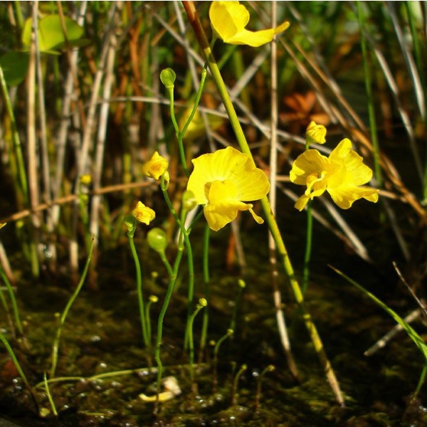 Utricularia Species, Australian Bladderwort, Yellow Bladderwort