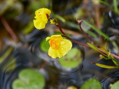 Utricularia Species, Aquatic Bladderwort