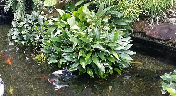 Water Aspidistra