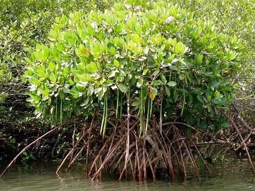 Asiatic Mangrove