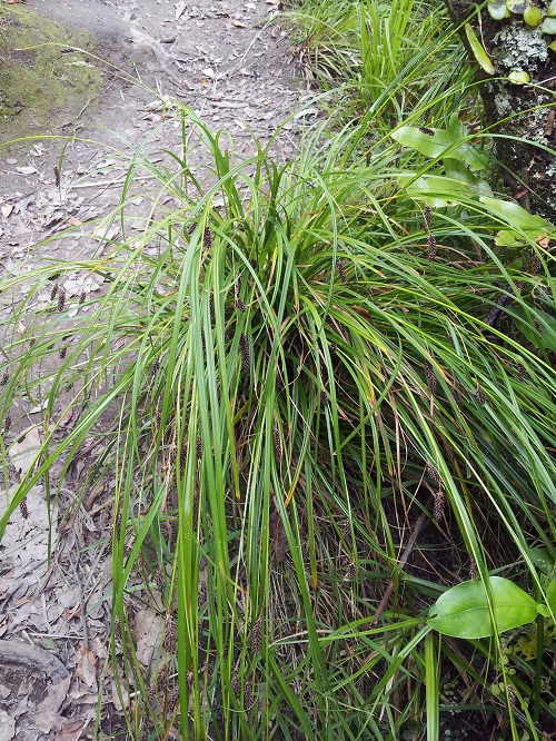 New Zealand Bush Sedge