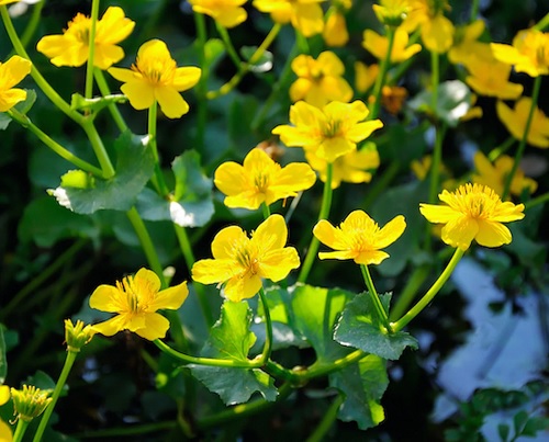 Marsh Marigold, Kingcup