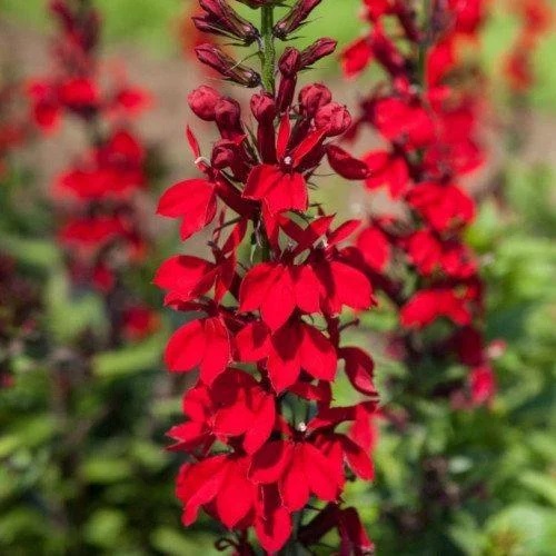 Lobelia, Cardinal Flower Dark Crusader