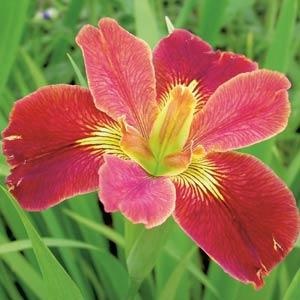Louisiana Iris Bold Pretender