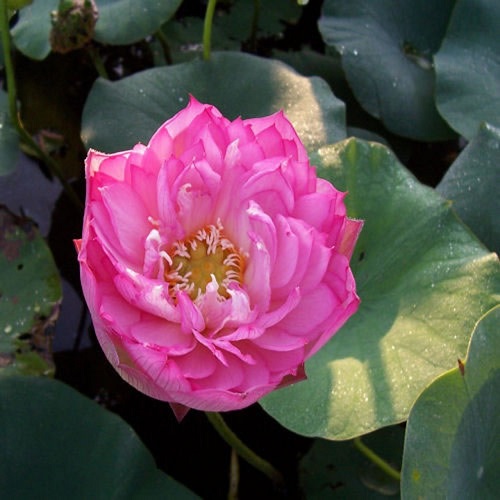 Lotus Emerald Daybreak