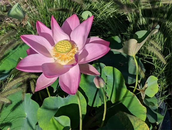 Lotus Charles Thomas