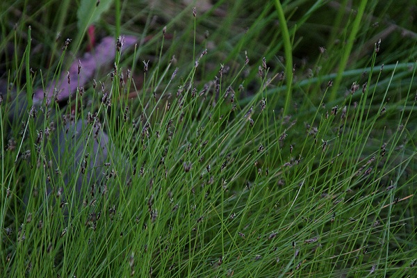 Needle Spikerush, Eleocharis acicularis