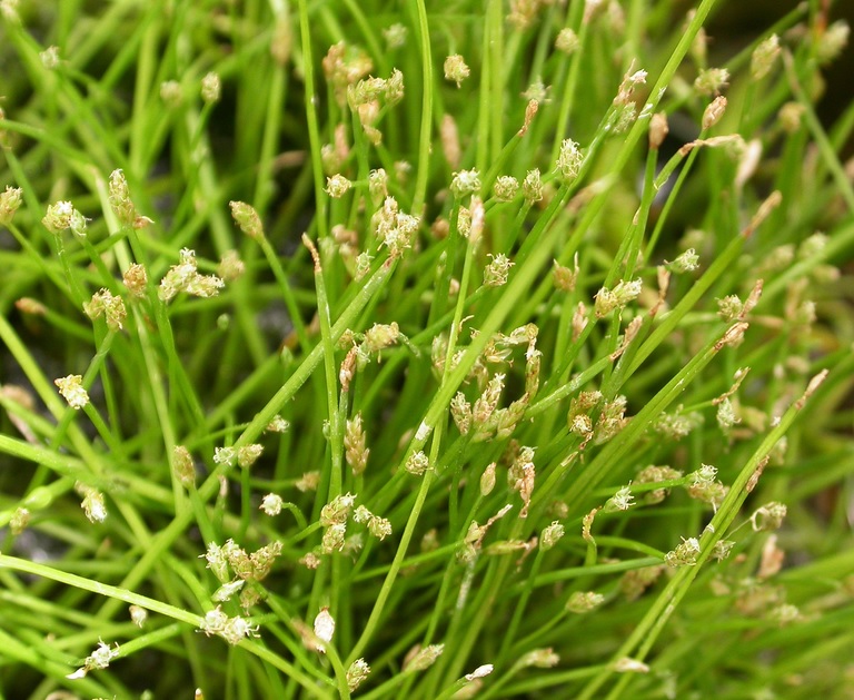 Keeled Bulrush