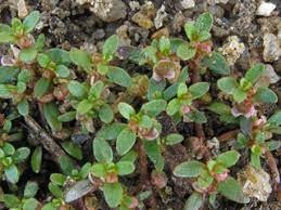 Shortseed Waterwort