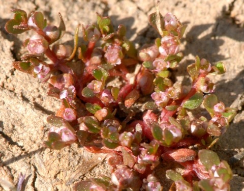 Southwestern Waterwort