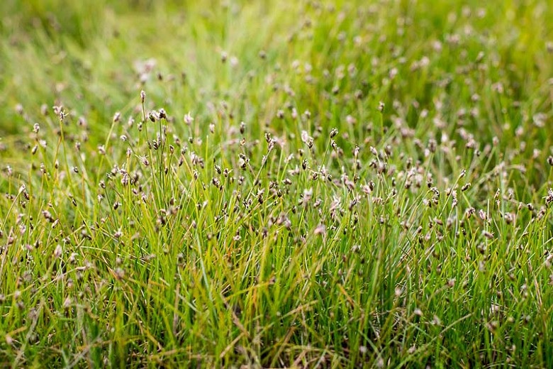 Needle Spikerush, Eleocharis acicularis var. porcata