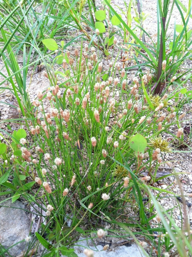 White Spikerush