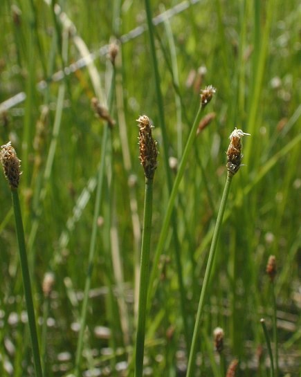 Flatstem Spikerush