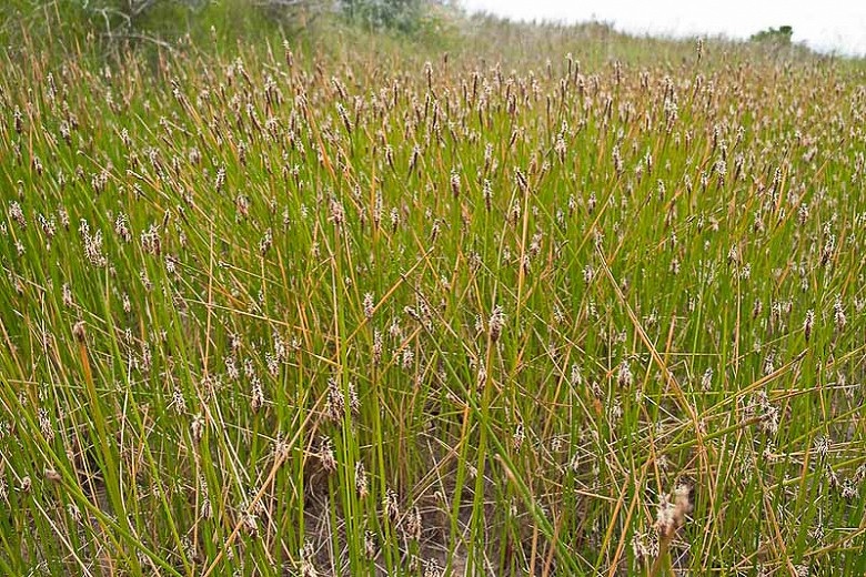Pale Spikerush