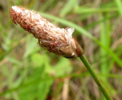 Blackfruit Spikerush