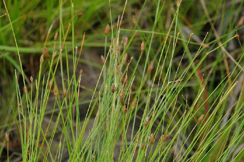 Twisted Spikerush