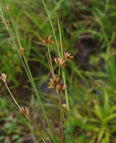 Juncus Species, Weak Rush