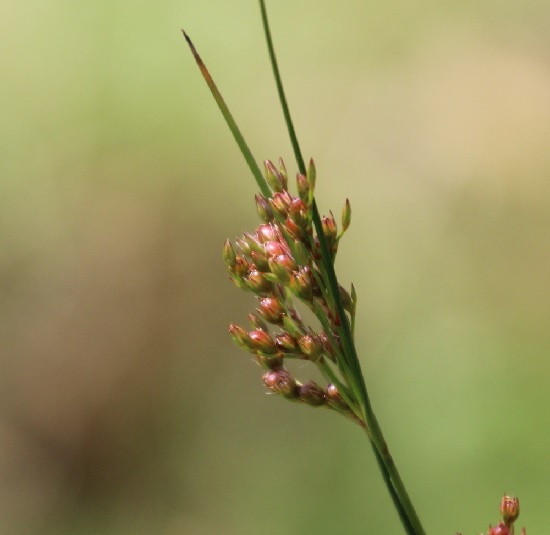 Juncus Species, Forked Rush