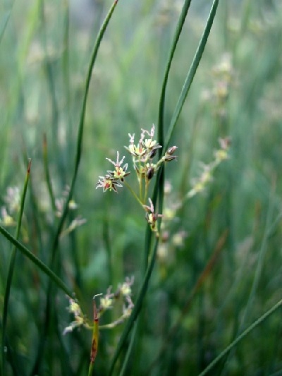 Juncus Species, Mexican Rush