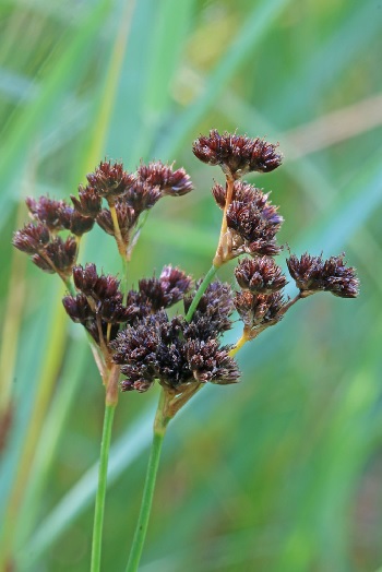 Juncus Species, Rocky Mountain Rush