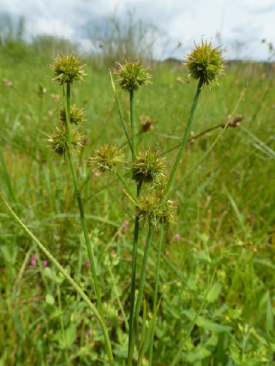Juncus Species, Needlepod Rush