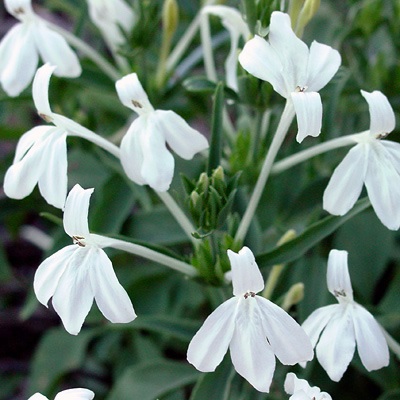 Justicia Species, Longflower Tube Tongue