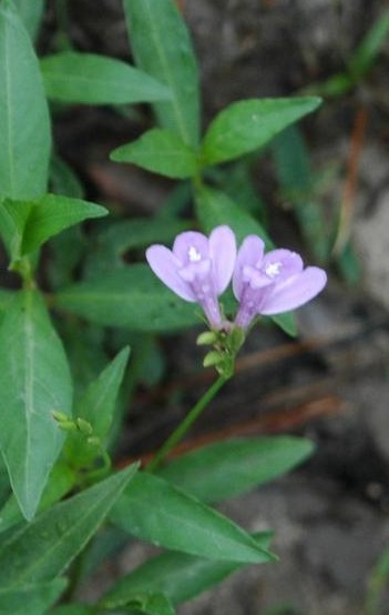 Justicia Species, Looseflower Water Willow