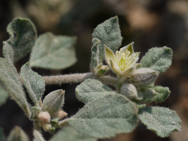 Lotus Sweetjuice