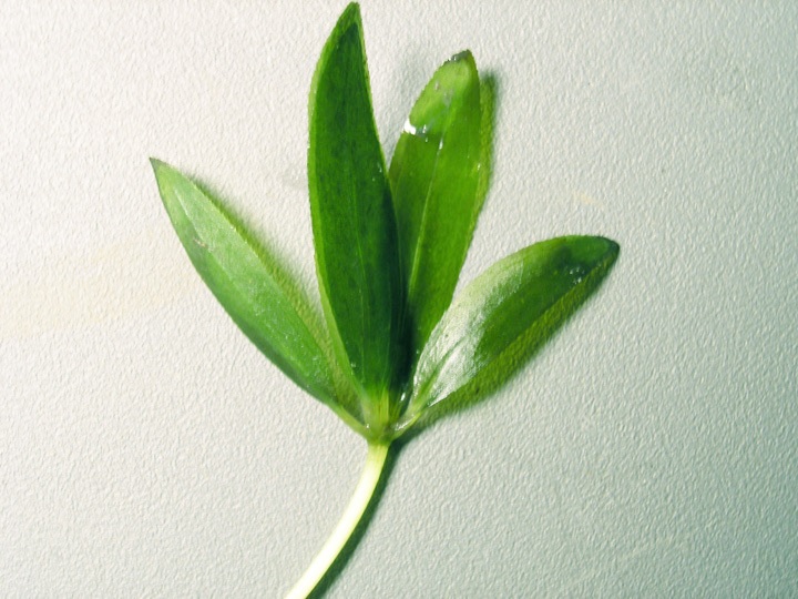 Engelmanns Seagrass