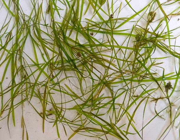 Leafy Pondweed