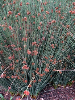 Juncus, Common Rush Silver Spears