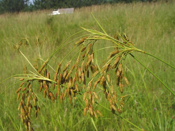 Rufous Bulrush
