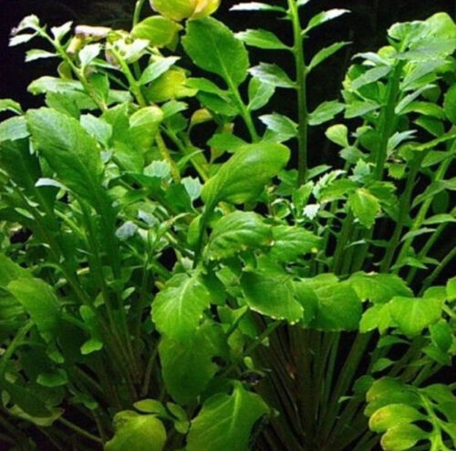 Rorippa Species, Lakecress, Water Cabbage