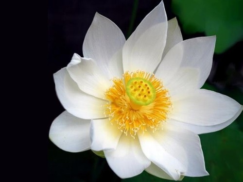 Lotus Angel Wings